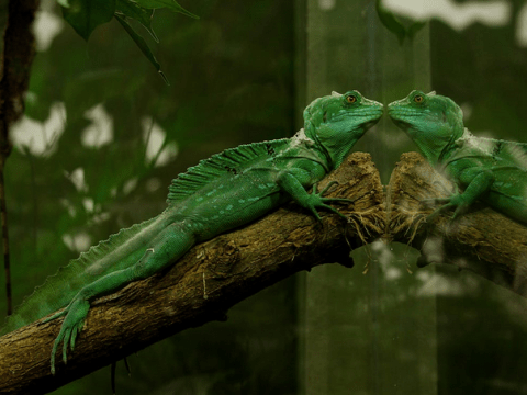 reptile